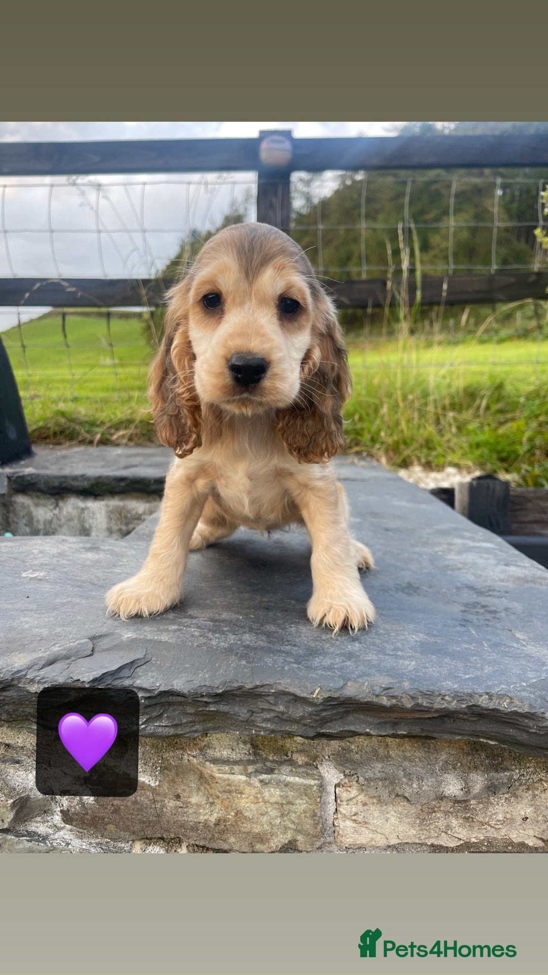 Cocker Spaniel dogs for sale: KC & H/tested Show Cocker Spaniels  - Image 1