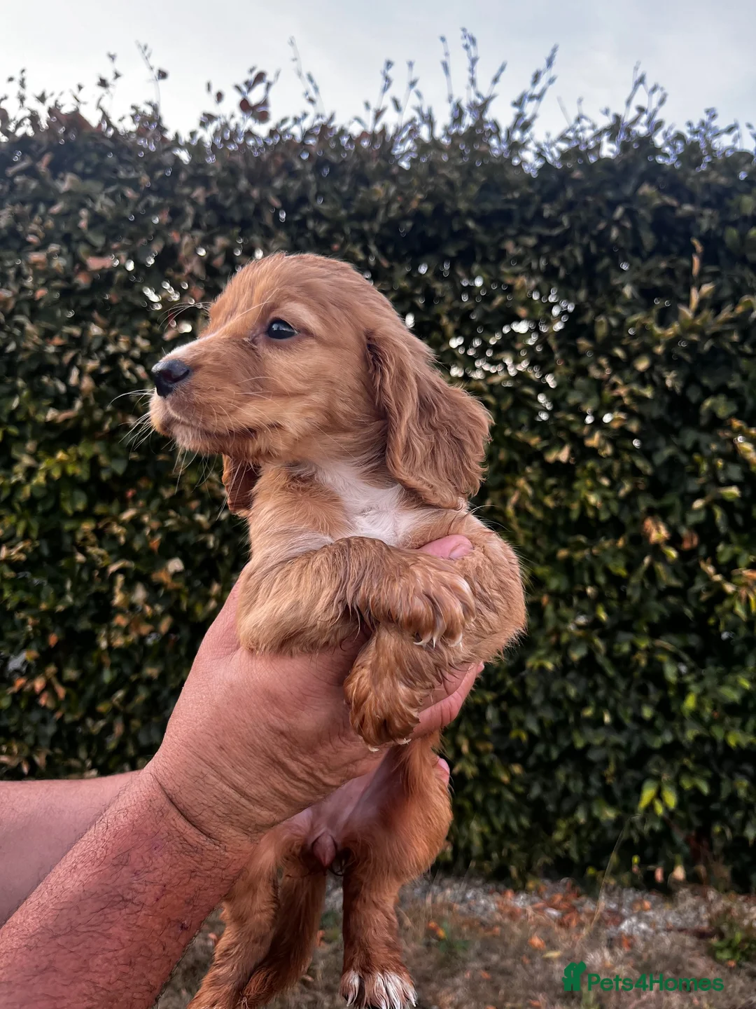 Cocker Spaniel dogs for sale: KC registered cockerspaniel puppies - Advert 24