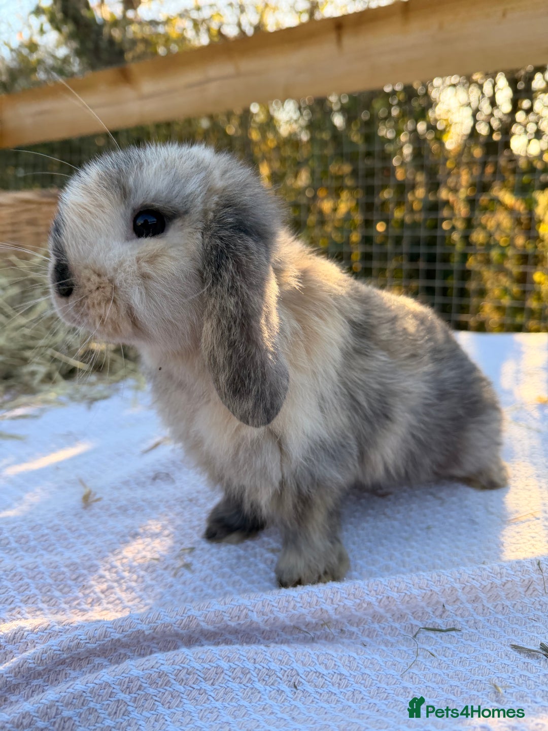 Mini Lop rabbits for sale: Mini Lop bunnies  - Advert 26