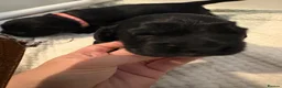 Cocker Spaniel dogs for sale: 6 beautiful Cocker spaniel puppies  - Advert 3