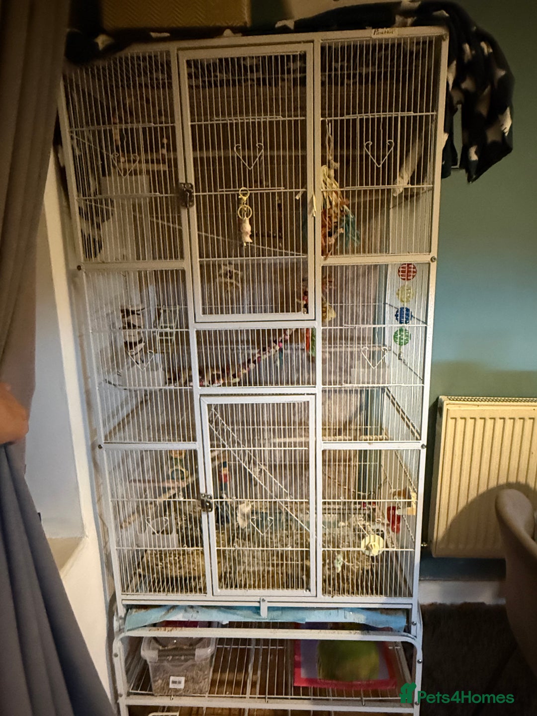 Cockatiels birds for sale: Cockatiel  - Advert 2