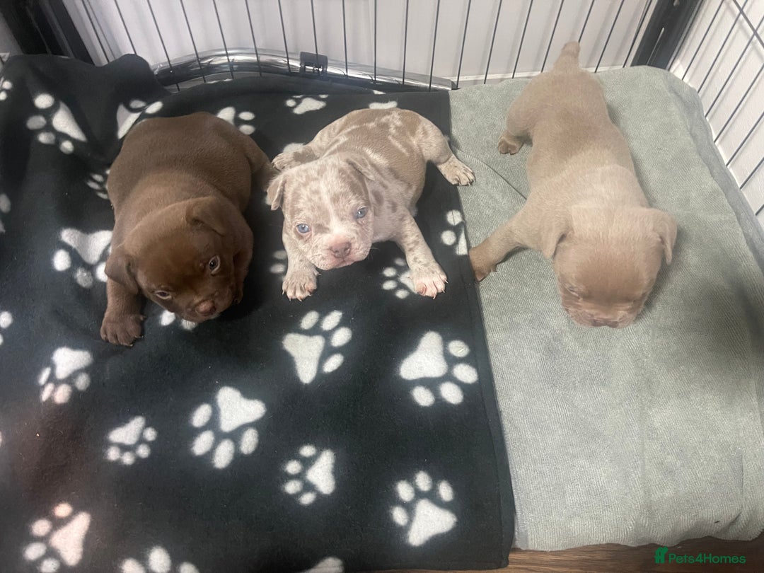 American Bully dogs for sale: American Bully Puppies - Advert 6