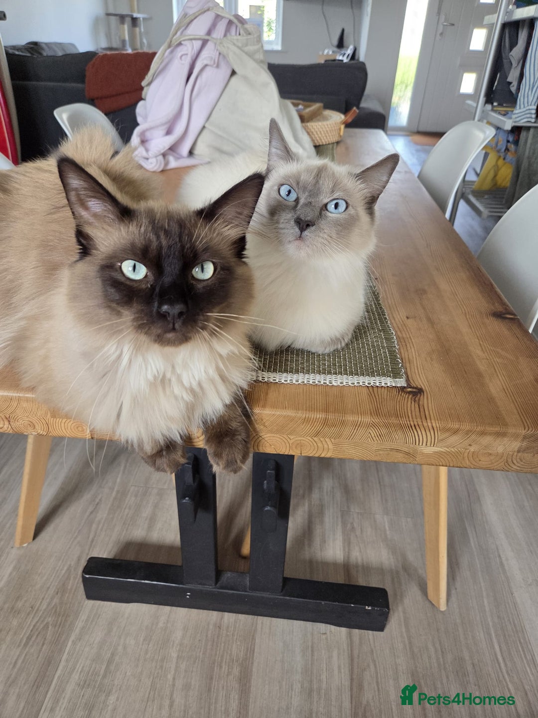 Ragdoll cats for sale: Ragdoll Kittens  - Image 9