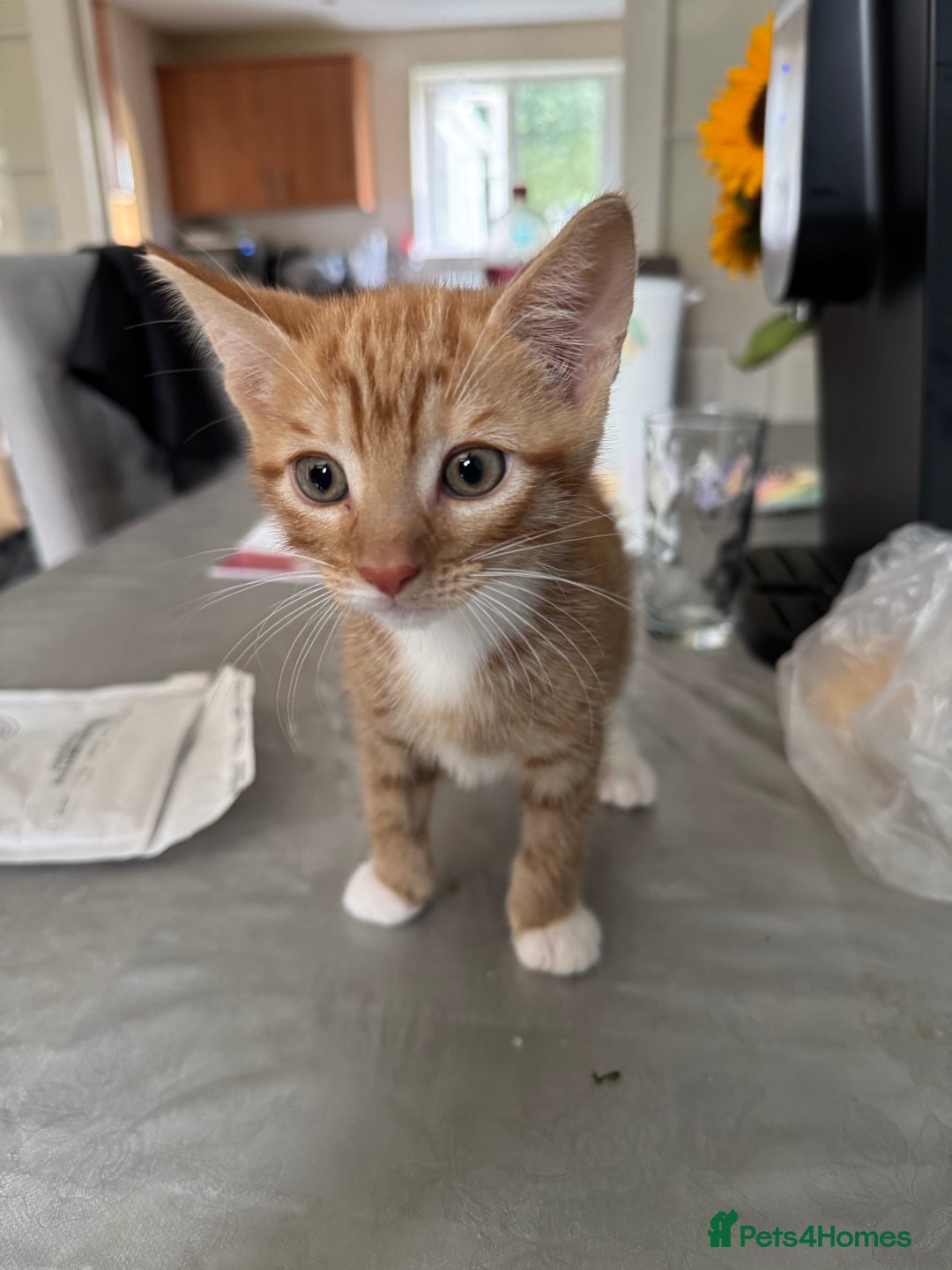 Mixed Breed cats for sale: Cute Kittens for Sale - Ginger, Grey and Black - Image 9
