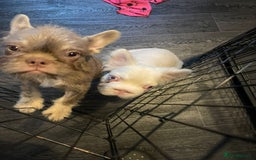 French Bulldog dogs for sale: Big Perm, fluffy and furnished frenchies  - Image 28