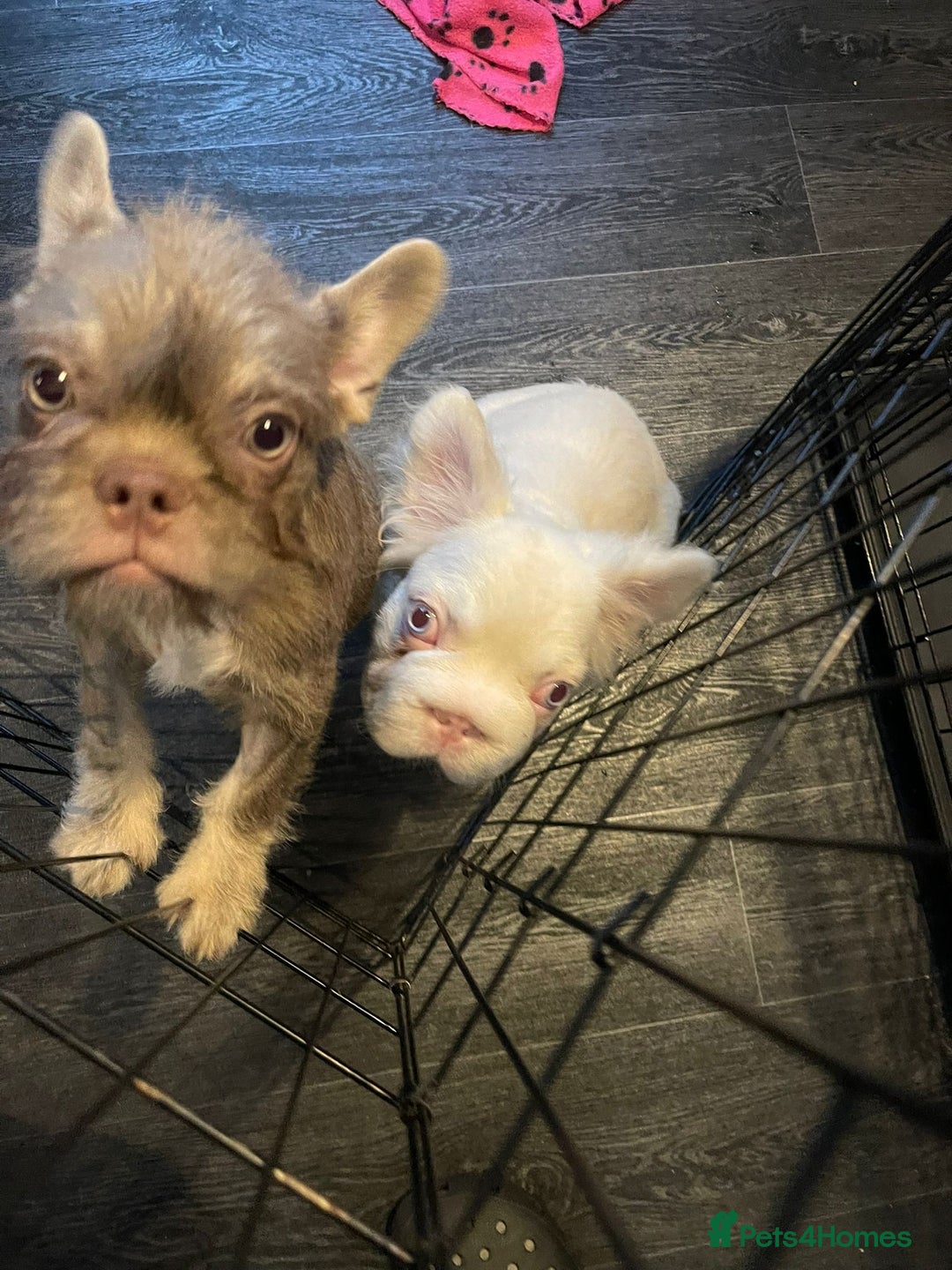 French Bulldog dogs for sale: Big Perm, fluffy and furnished frenchies  - Image 28