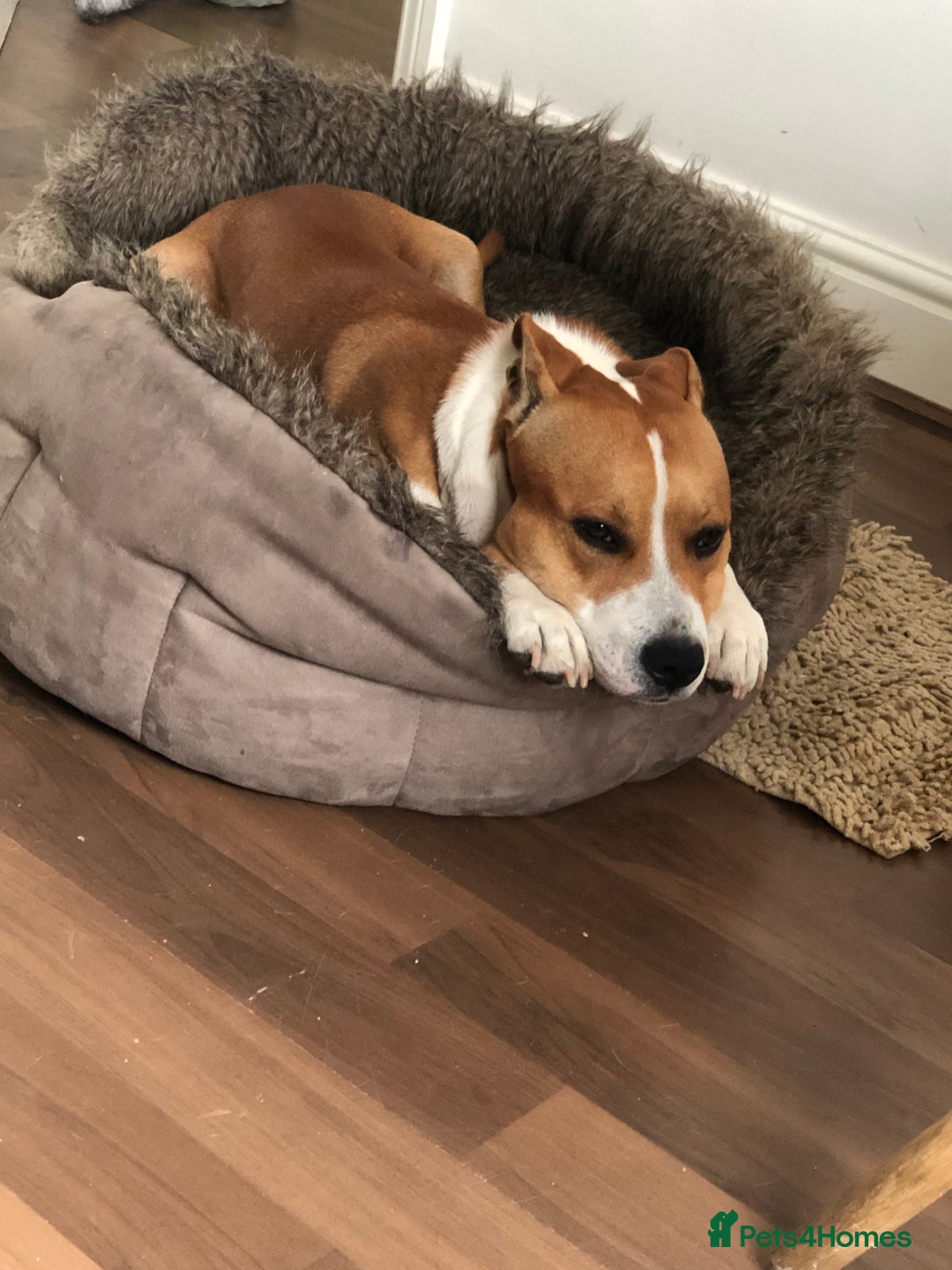 Mixed Breed dogs for sale: Lovely Staffy looking for new home  - Advert 3