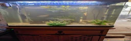 Other/Mixed Breed fish for sale: Fish and tank with everything  - Advert 6