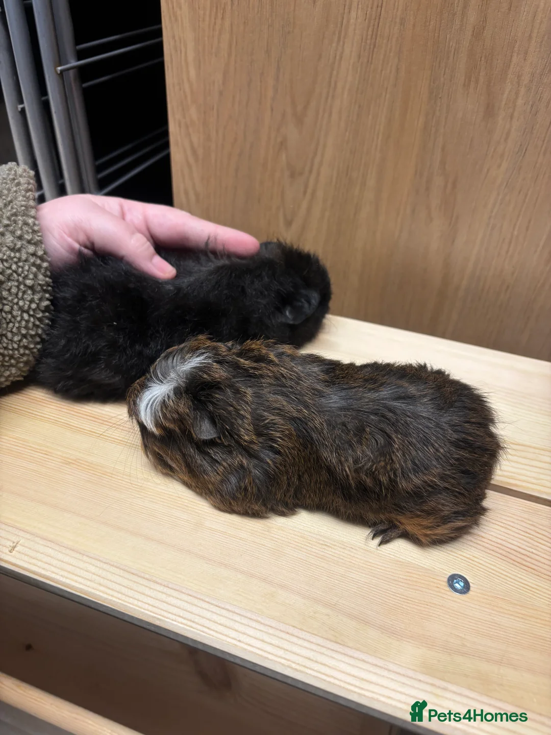 Guinea Pig rodents for sale: 2 Gorgeous friendly baby boys - Advert 6