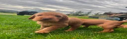 Hungarian Vizsla dogs for sale: KC Reg Hungarian Wirehaired Vizsla Puppies - Advert 5