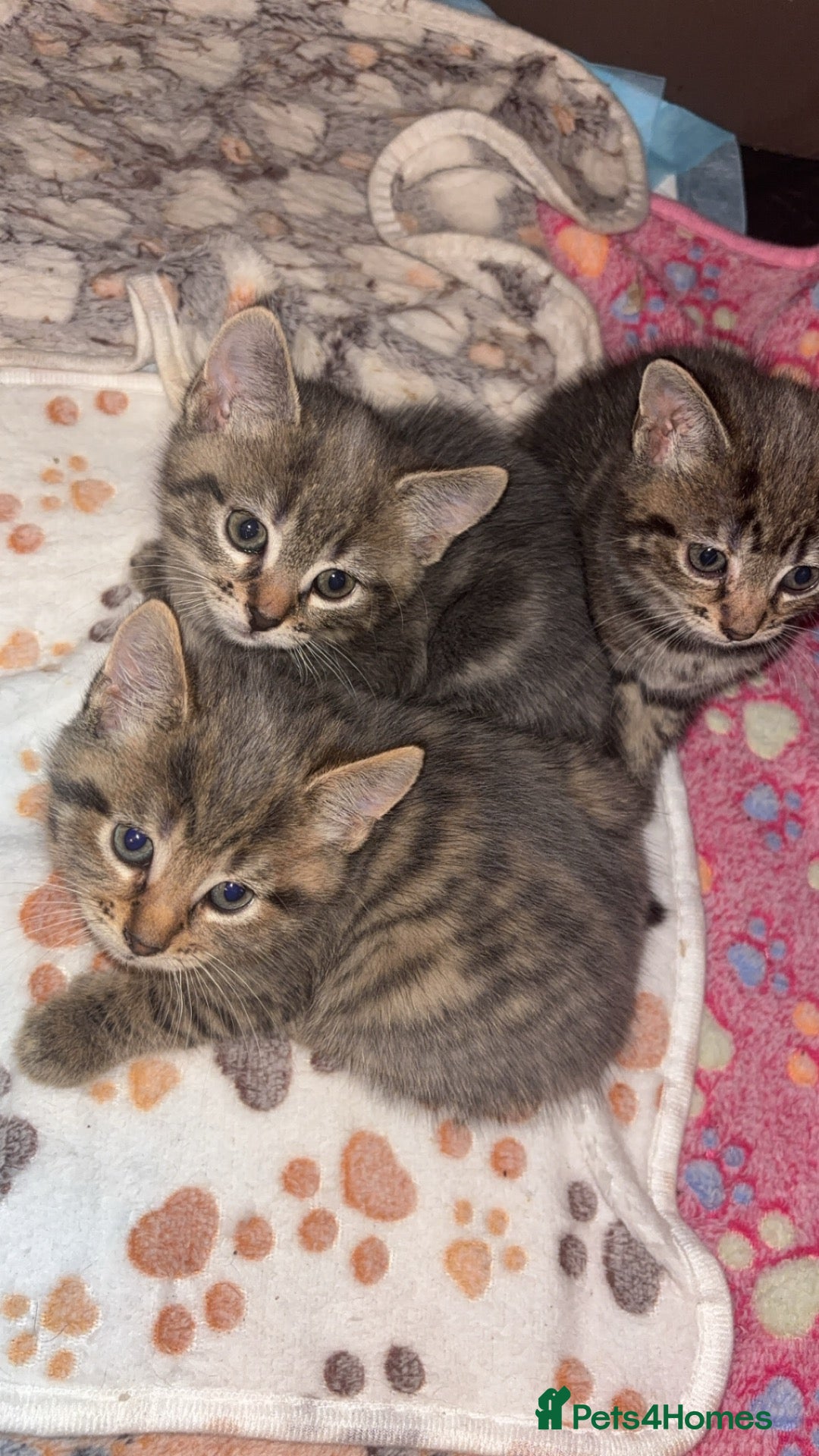 Mixed Breed cats Cute Kittens For Sale 😍 - Advert 1
