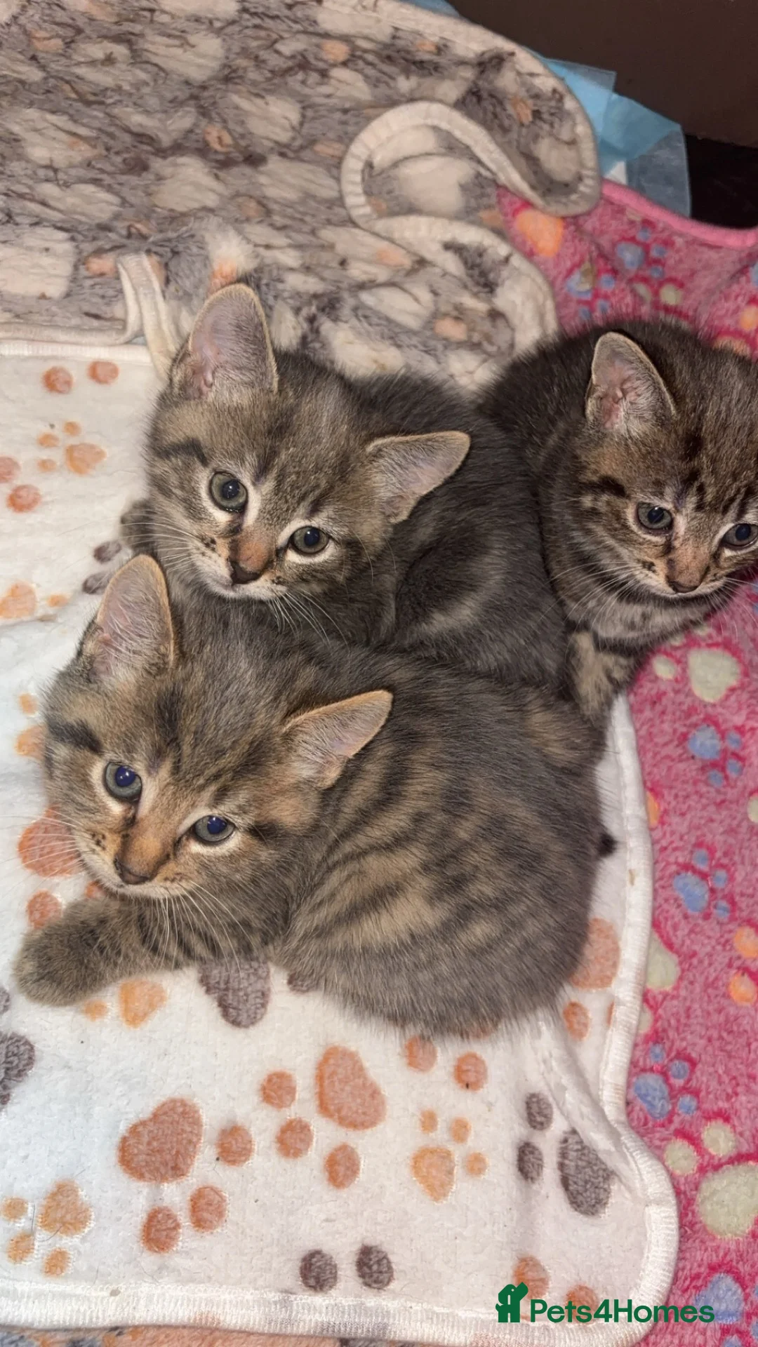 Mixed Breed cats for sale: Cute Kittens For Sale 😍 - Advert 1