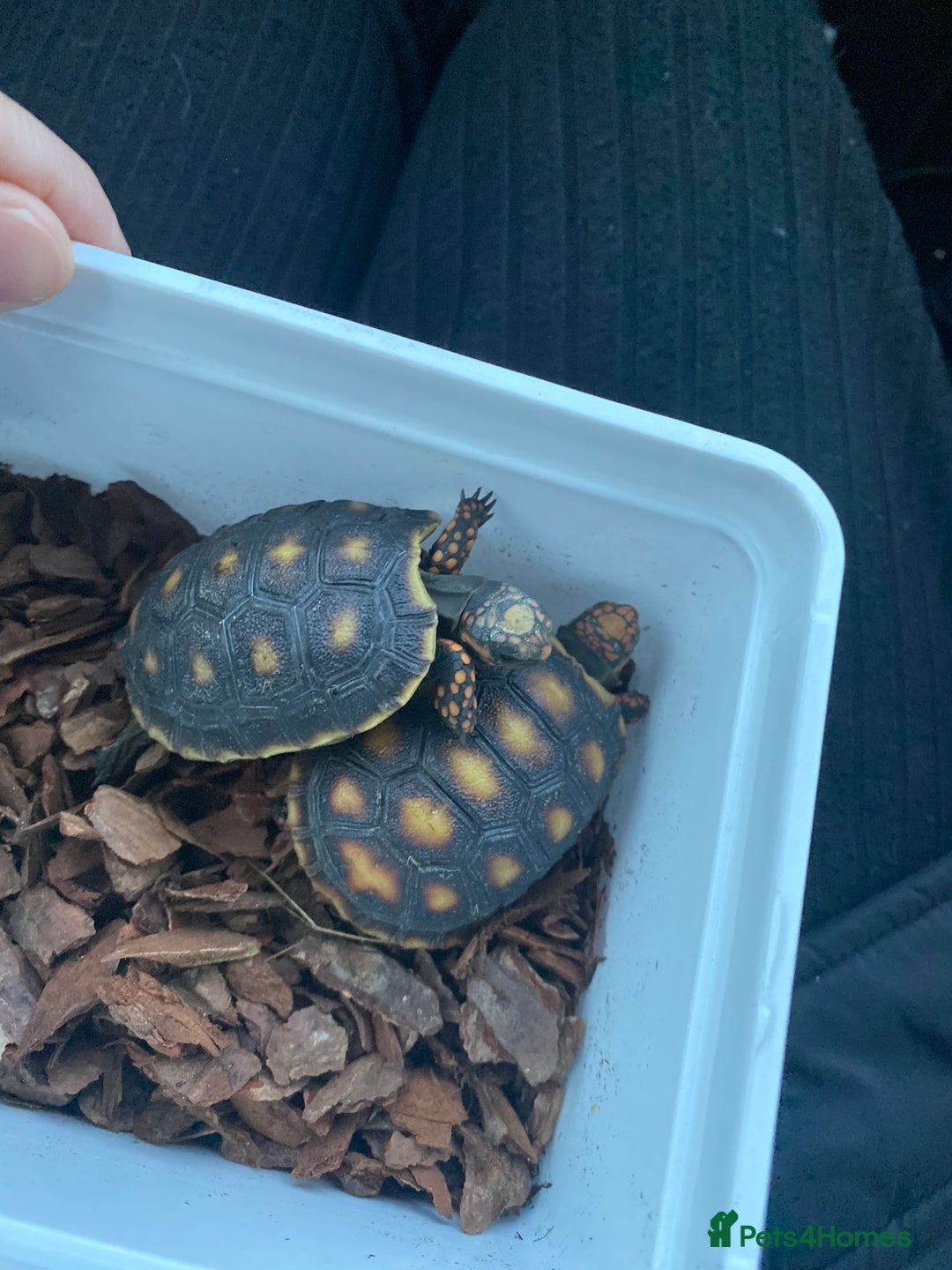 Tortoise reptiles for sale: Redfoot tortoises - Advert 3