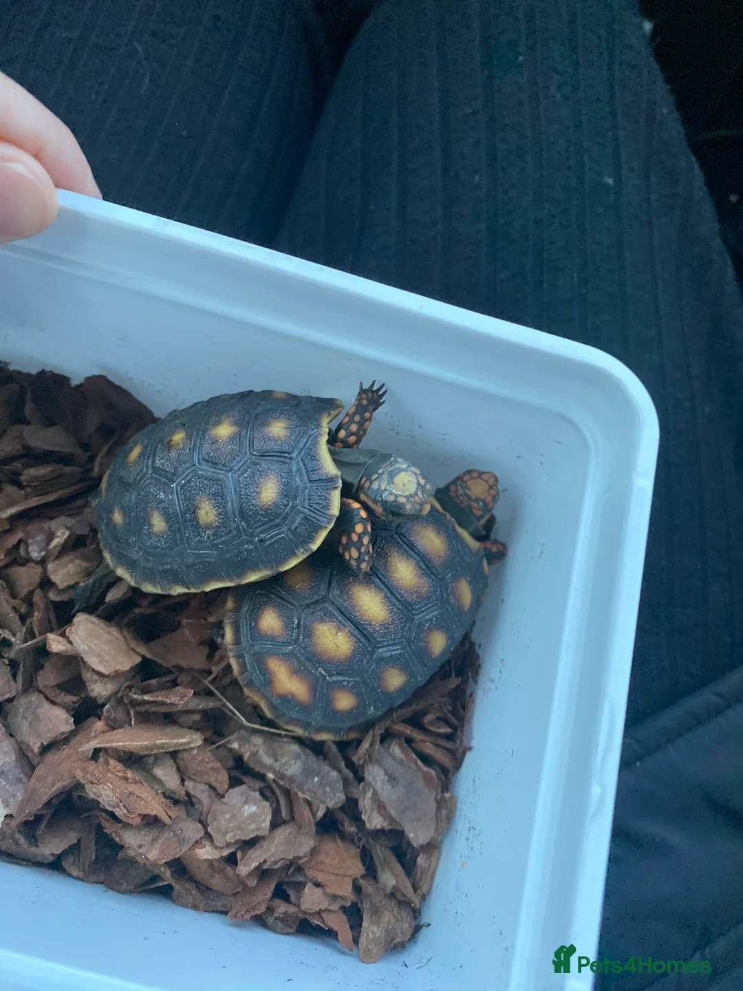 Tortoise reptiles for sale: Redfoot tortoises - Advert 3
