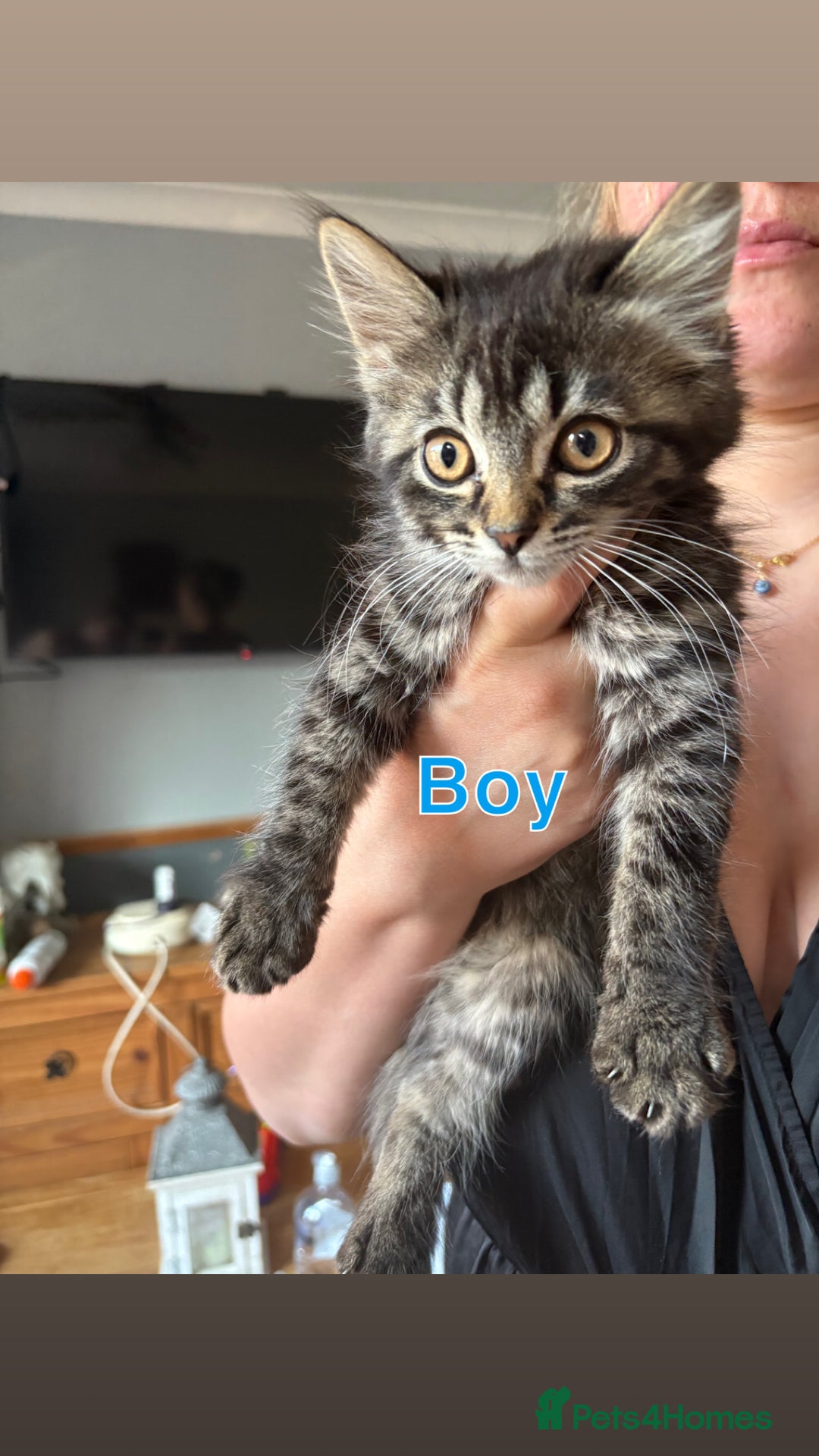 Mixed Breed cats for sale: 6 beautiful kittens ready for a forever home  - Image 6