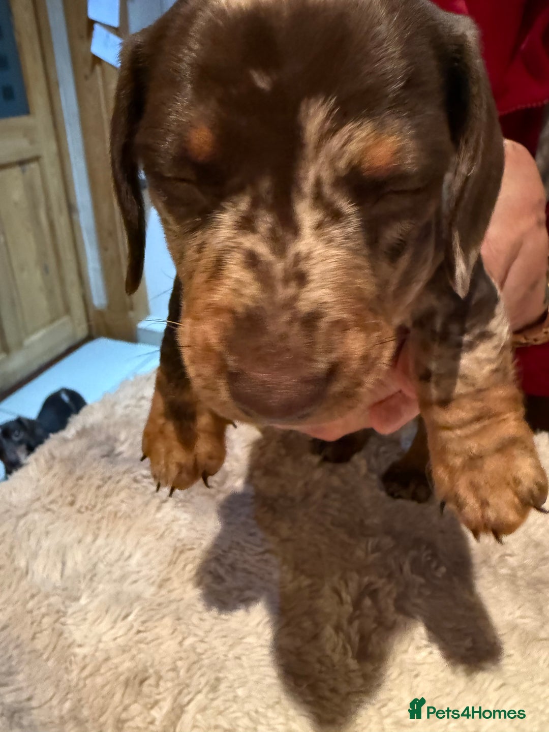 Miniature Dachshund dogs for sale: Miniature Dachshund puppies for sale - Advert 10