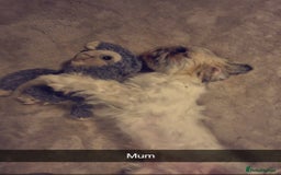 Shih Tzu dogs for sale: 6 Adorable FULL BREED Shih Tzu boy puppies.  - Image 9