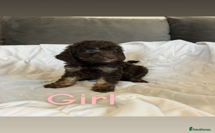 Cockapoo dogs - Advert 9