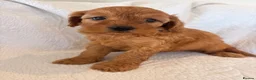 Cavapoo dogs for sale: LICENSED BREEDER HEALTH TESTED CAVAPOOS - Advert 5