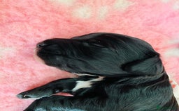 Cockapoo dogs for sale: Cocker Spaniel x Cockapoo Puppies Ready Soon  - Image 5