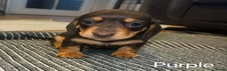 Miniature Dachshund dogs for sale: KC Registered Miniature Dachshund Puppies - Advert 26