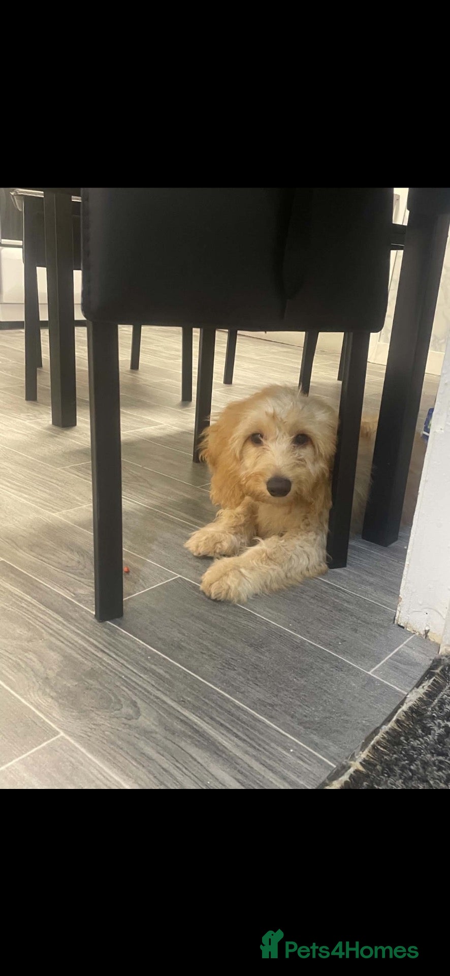 Cockapoo dogs Charlie - Advert 1