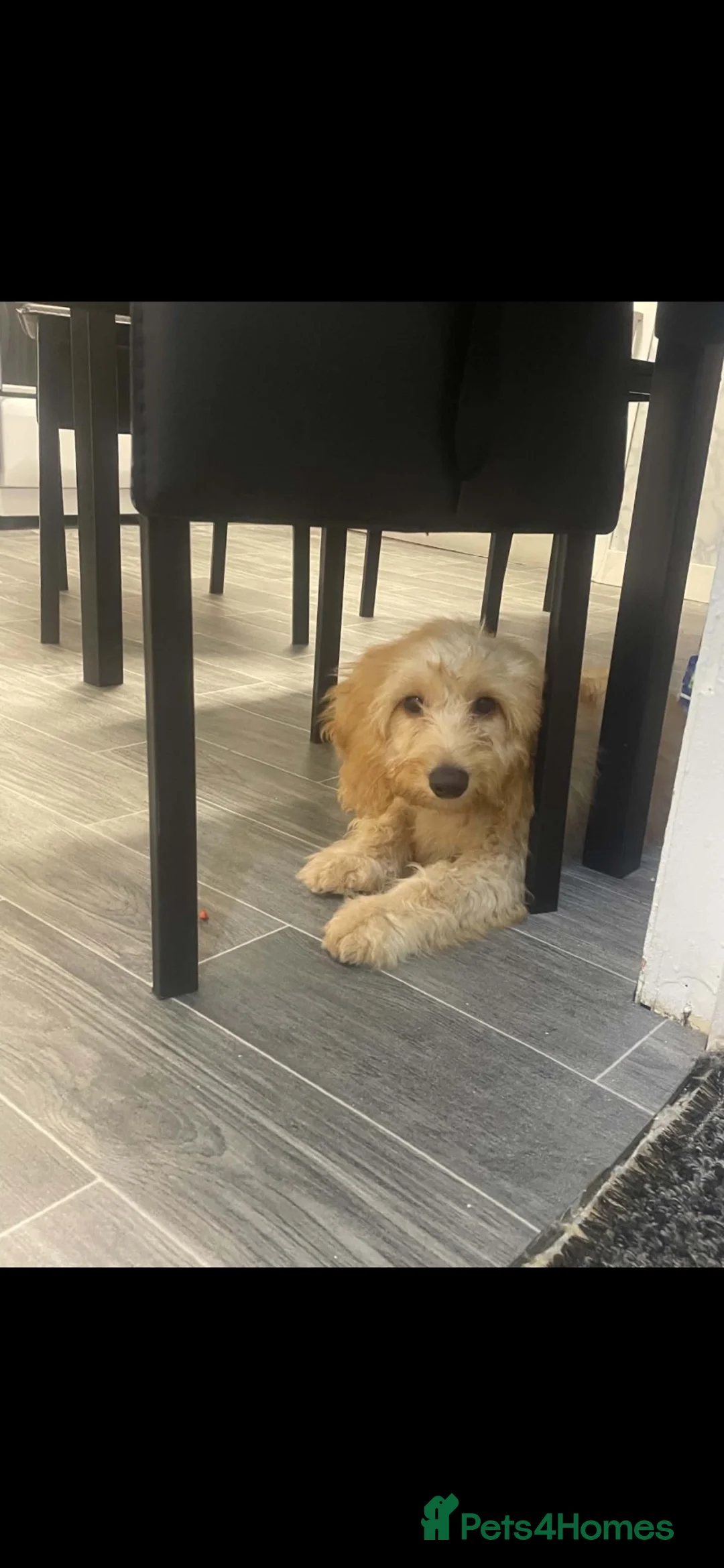Cockapoo dogs for sale: Charlie - Advert 1