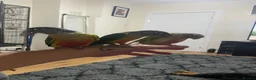 Conures birds for sale: 2 young conures for sale - Advert 4
