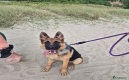 German Shepherd dogs for sale: German Shepherd for sale - Image 3