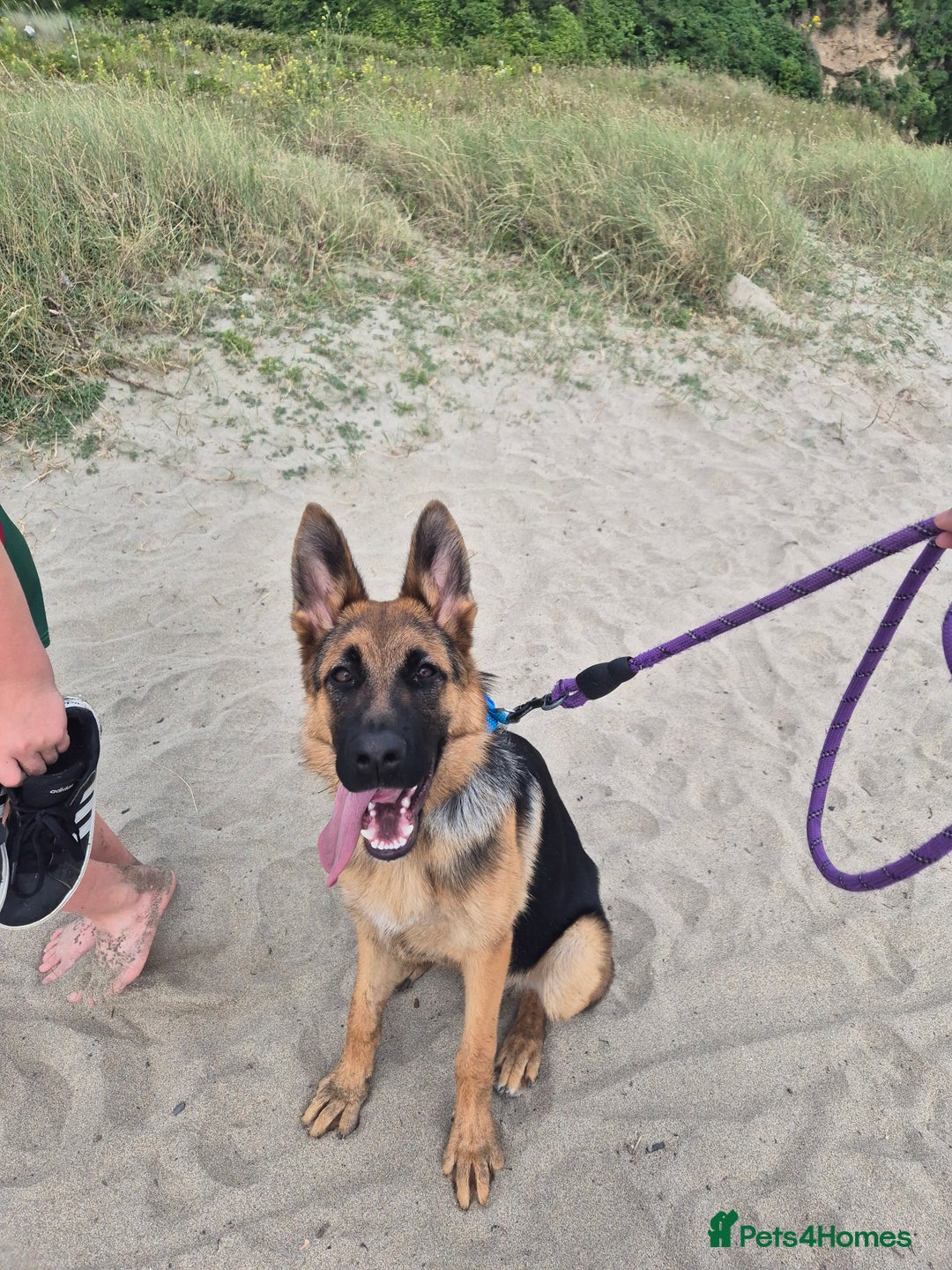 German Shepherd dogs for sale: German Shepherd for sale - Image 3