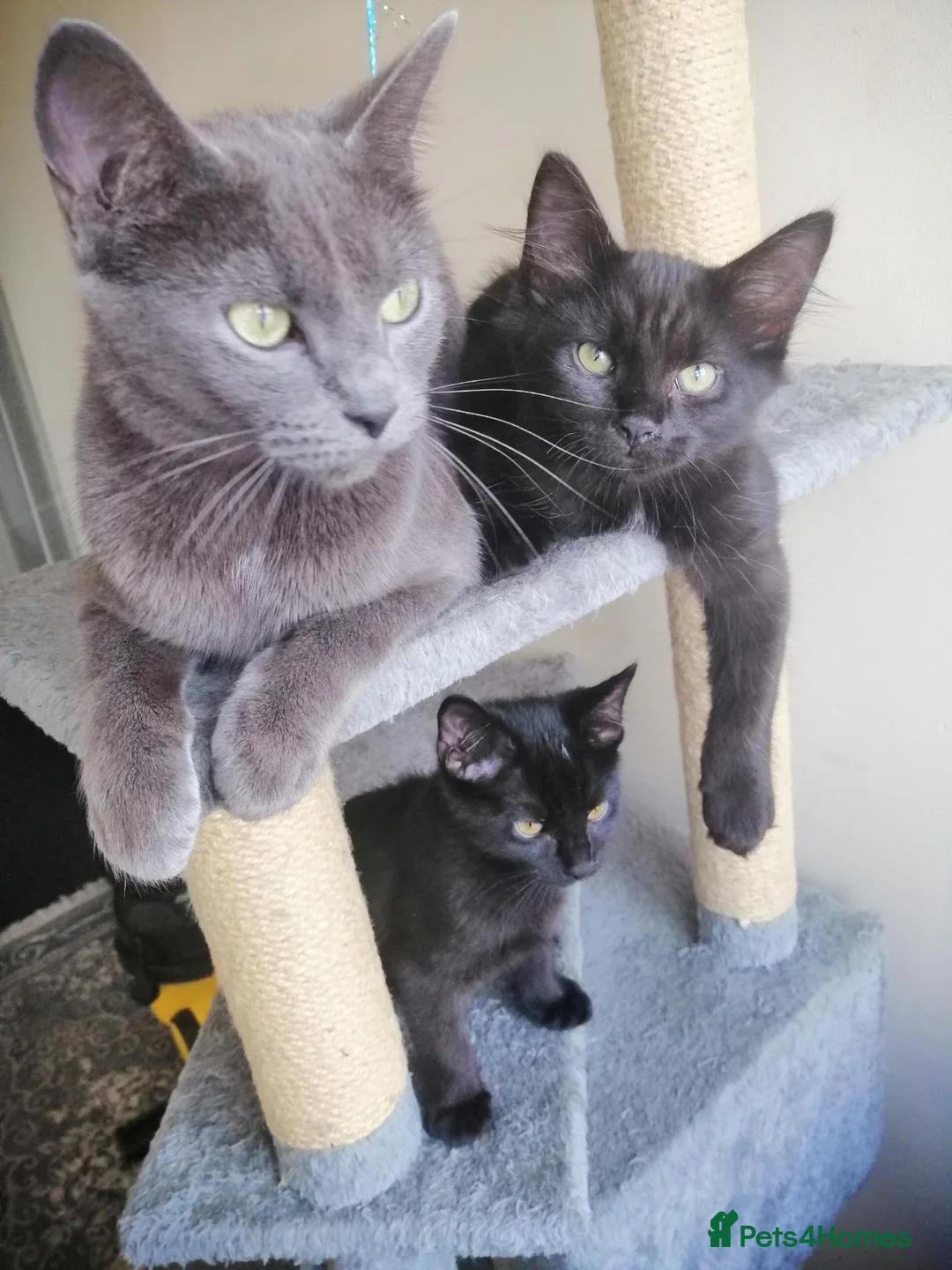 Mixed Breed cats for sale: 😻  kittens 🐾🐈 - Advert 1