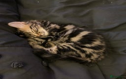 Siberian cats for sale: LONG HAIRED TABBY KITTEN MALE  - Image 2