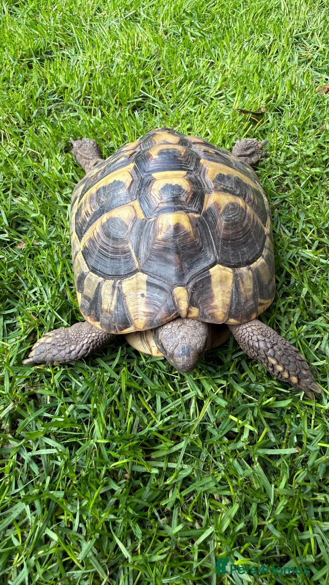 Hermann Tortoise reptiles Herman’s tortoise female 5 years old  - Advert 1