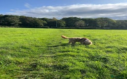 Cockapoo dogs for sale: Beautiful Miniature Cockapoo - Image 3