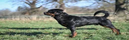 Rottweiler dogs for sale: Rottweiler Male For Sale - Advert 3