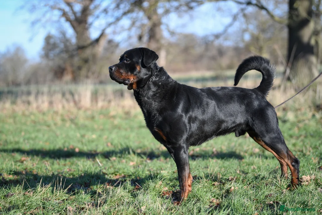 Rottweiler dogs for sale: Rottweiler Male For Sale - Advert 3