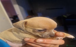 Mixed Breed dogs for sale: Chihuahua x jack russell pups - Image 8