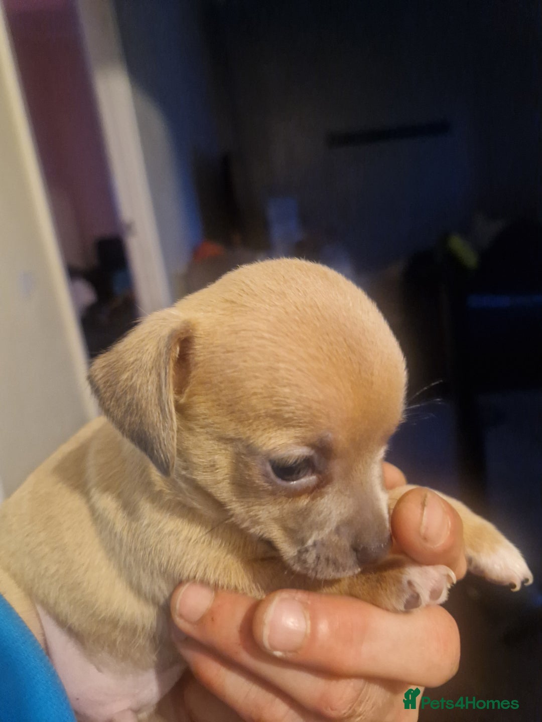 Mixed Breed dogs for sale: Chihuahua x jack russell pups - Image 8