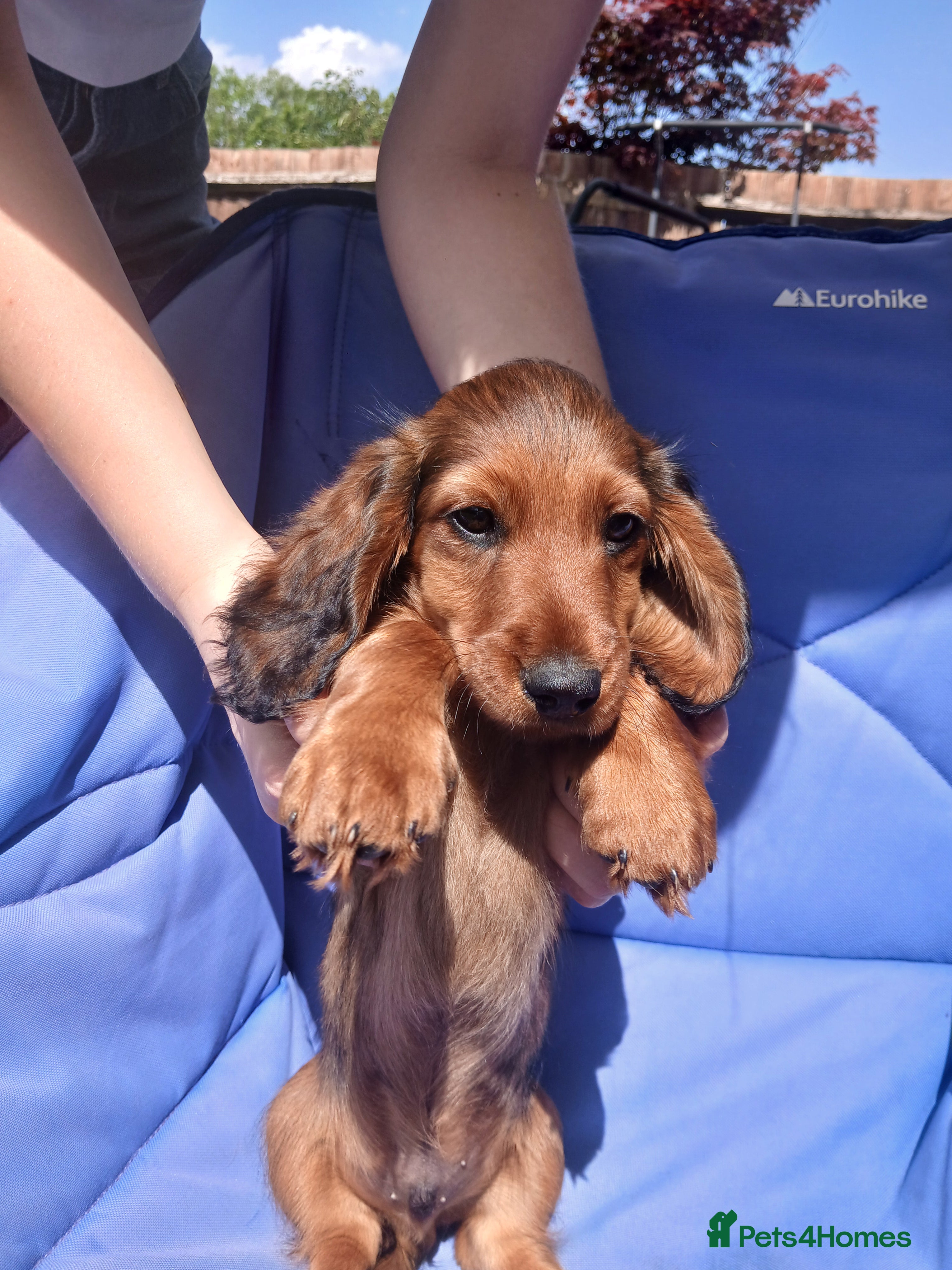 Dachshund dogs Longhaired Dachshunds small standardard - Advert 6