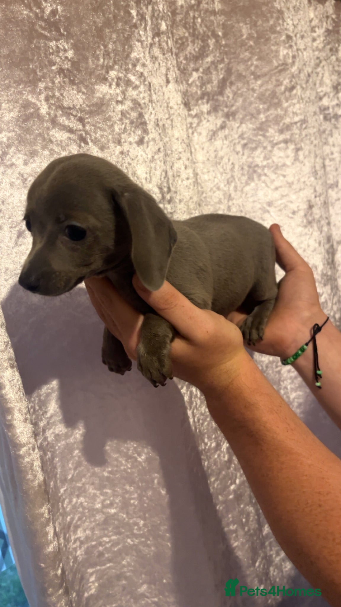 Chiweenie dogs 5 beautiful Chiweenies in need of a forever home  - Advert 3