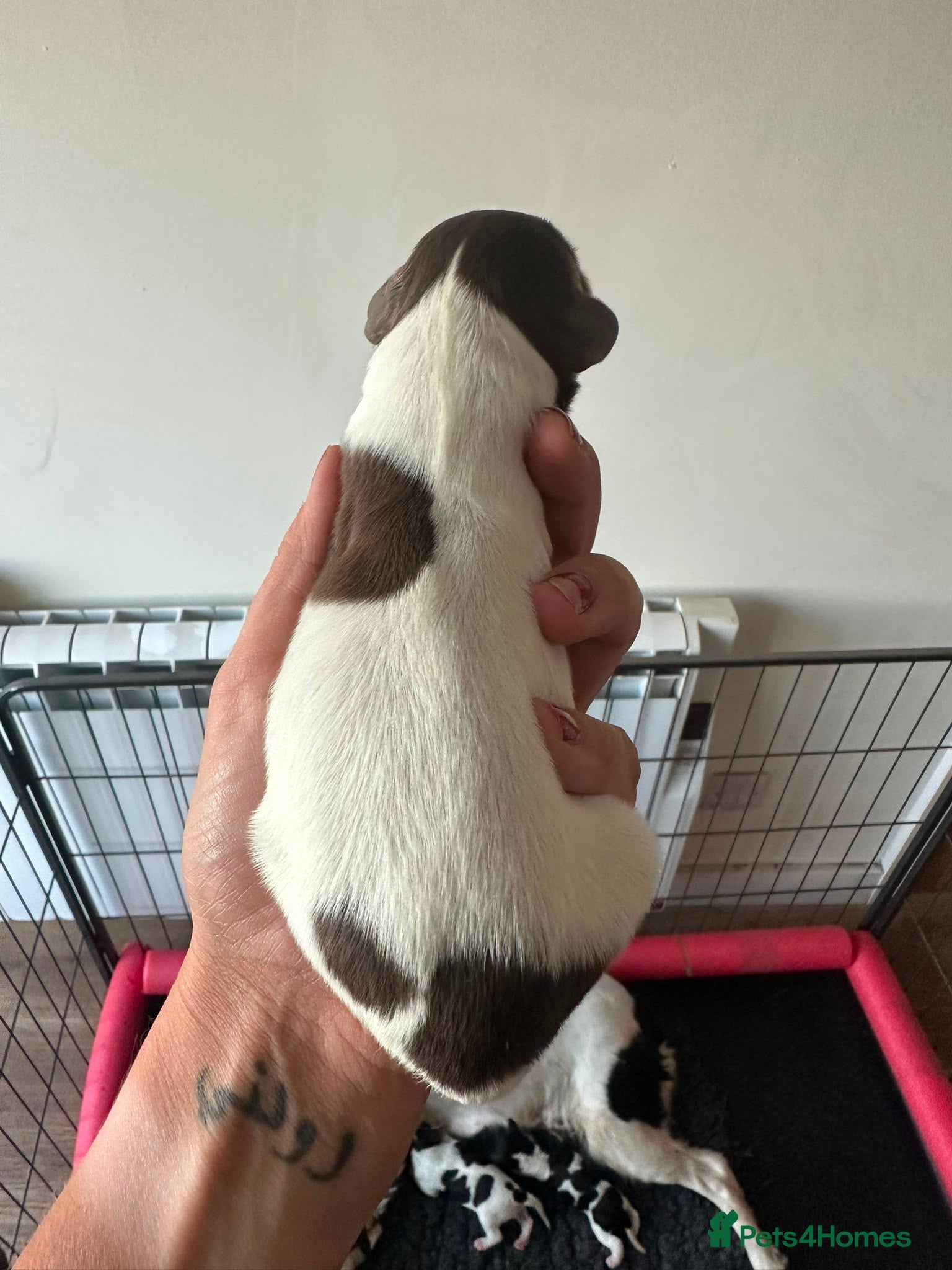 English Springer Spaniel dogs Gorgeous KC Reg Springer Spaniel Pups  - Advert 4