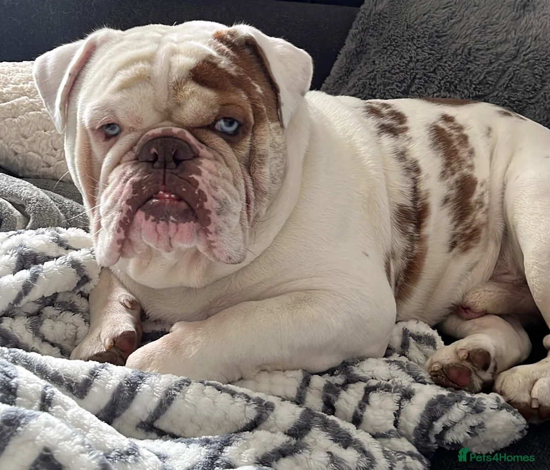 English Bulldog dogs for sale: New English Bulldog PABLO - Advert 2
