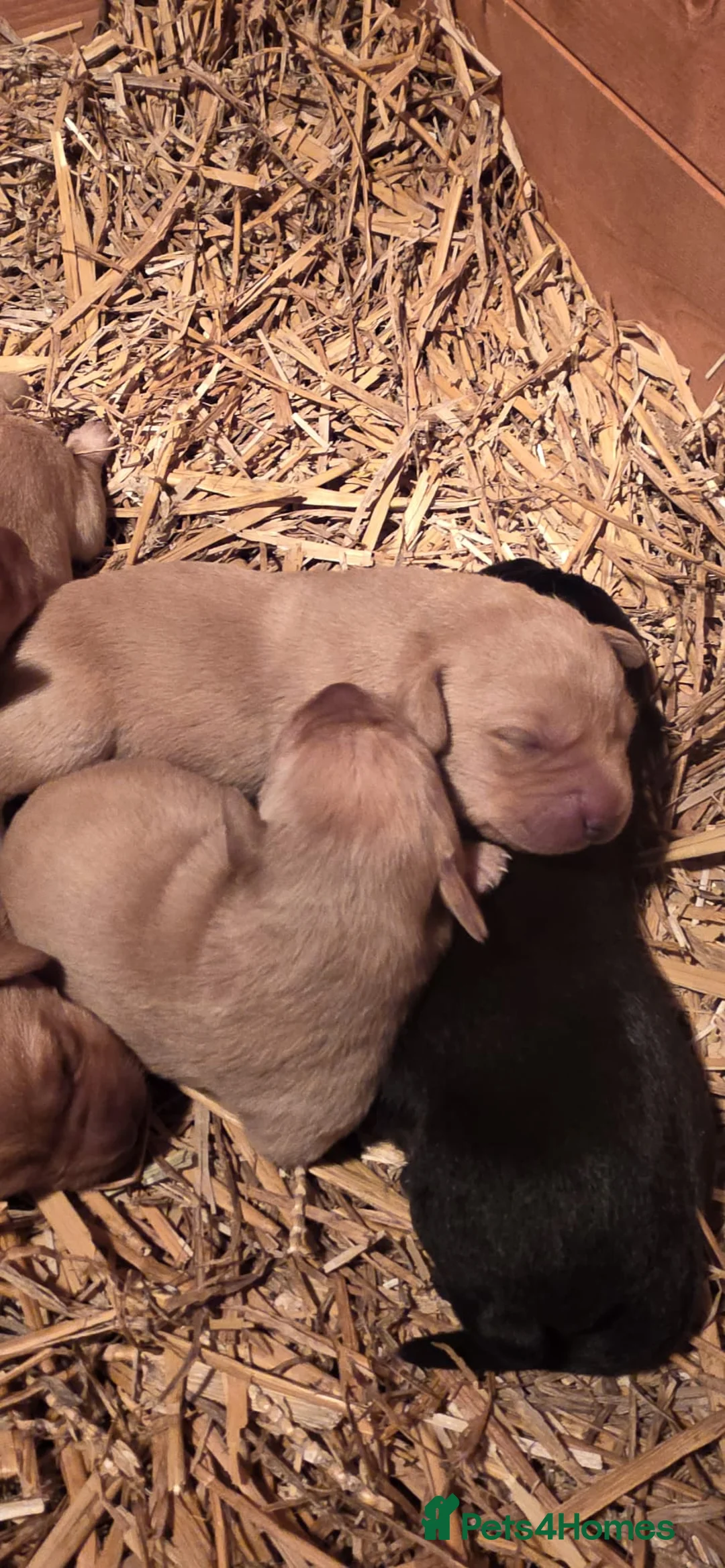 Labrador Retriever dogs for sale: Beautiful Labrador Retriever Puppies for Sale - Advert 4