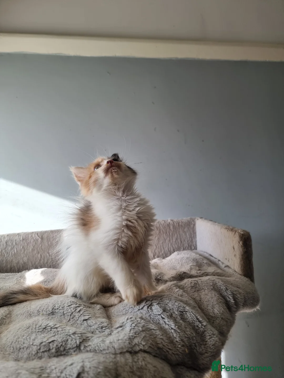 Maine Coon cats for sale: 2 litters of Maine Coon - Advert 16