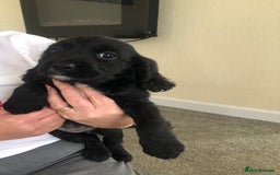 Cocker Spaniel dogs for sale: Cocker spaniels  - Image 3