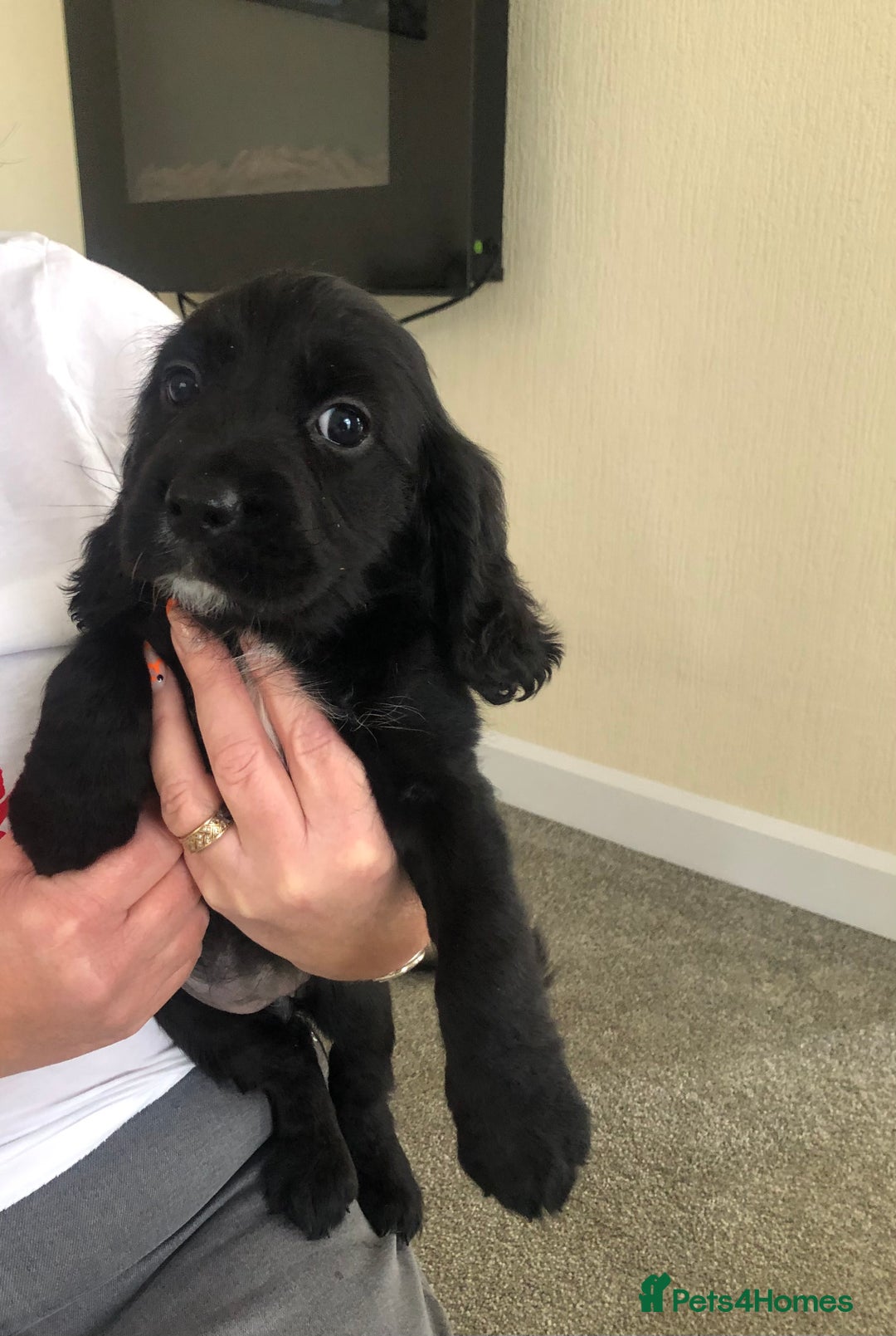 Cocker Spaniel dogs for sale: Cocker spaniels  - Image 3