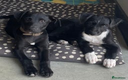 Lurcher dogs for sale: Deerhound bull greyhound x - Image 2