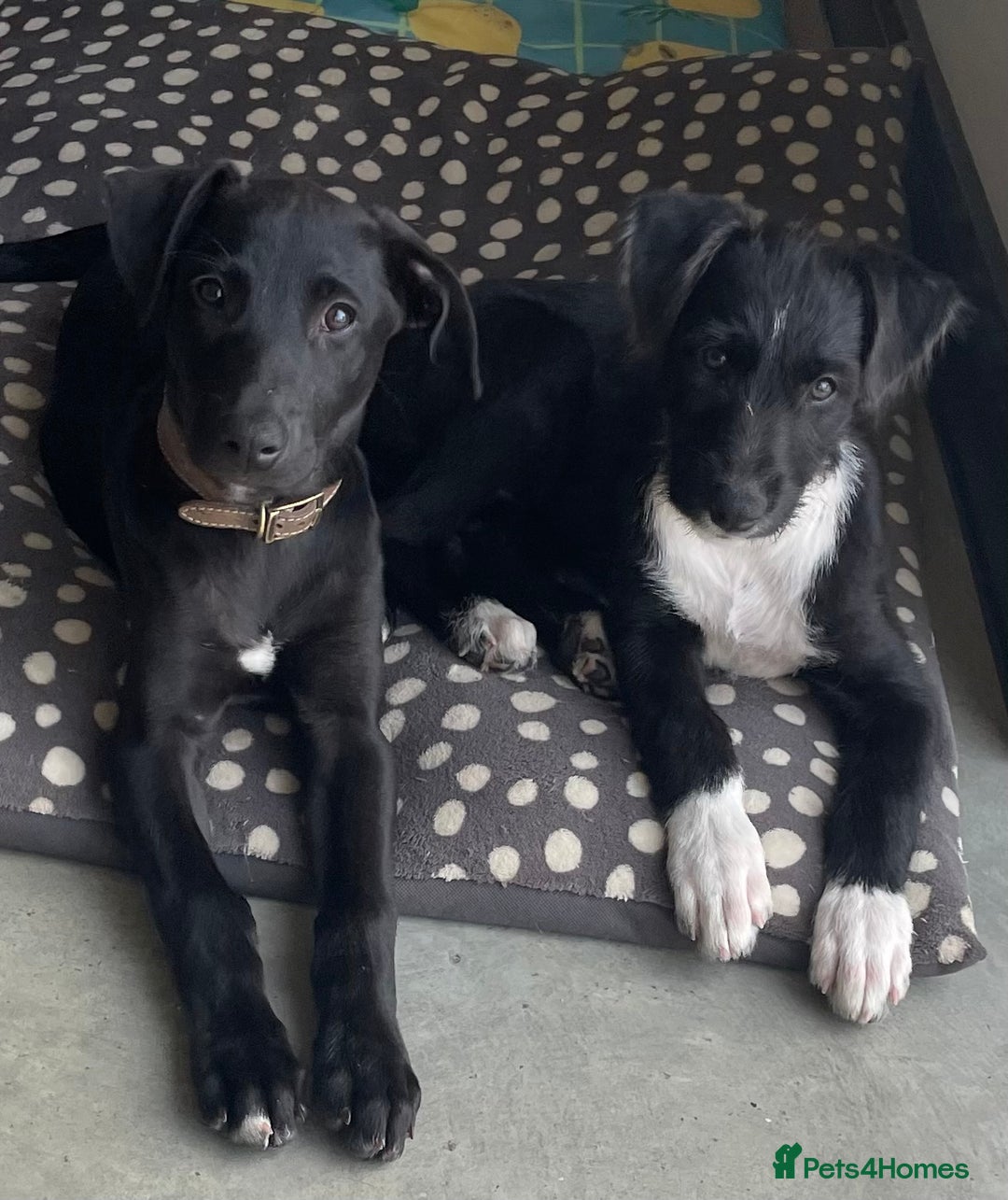 Lurcher dogs for sale: Deerhound bull greyhound x - Image 2