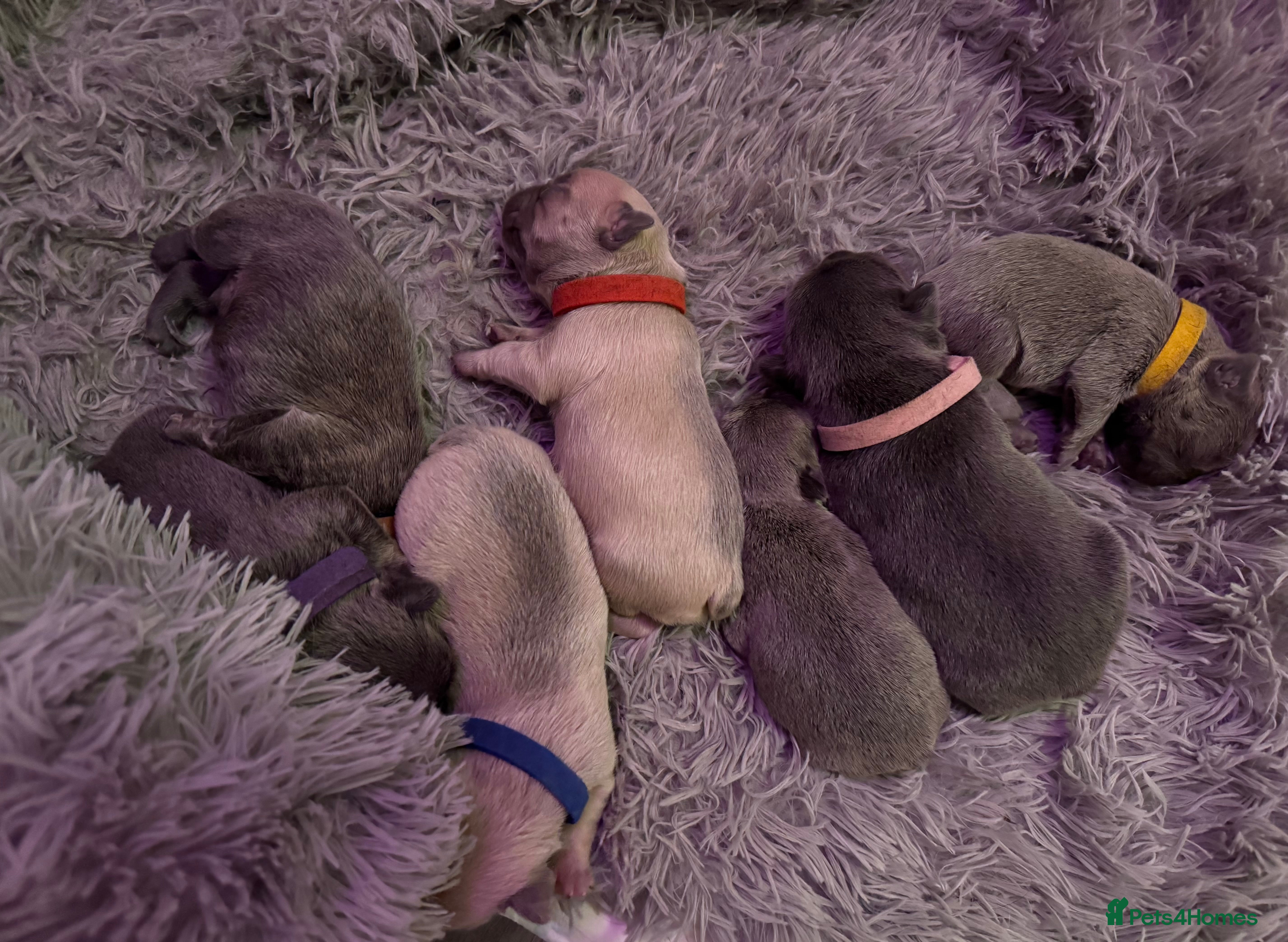 French Bulldog dogs 🎉 New years pups 🎉 7 adorable French bulldog pup - Advert 4