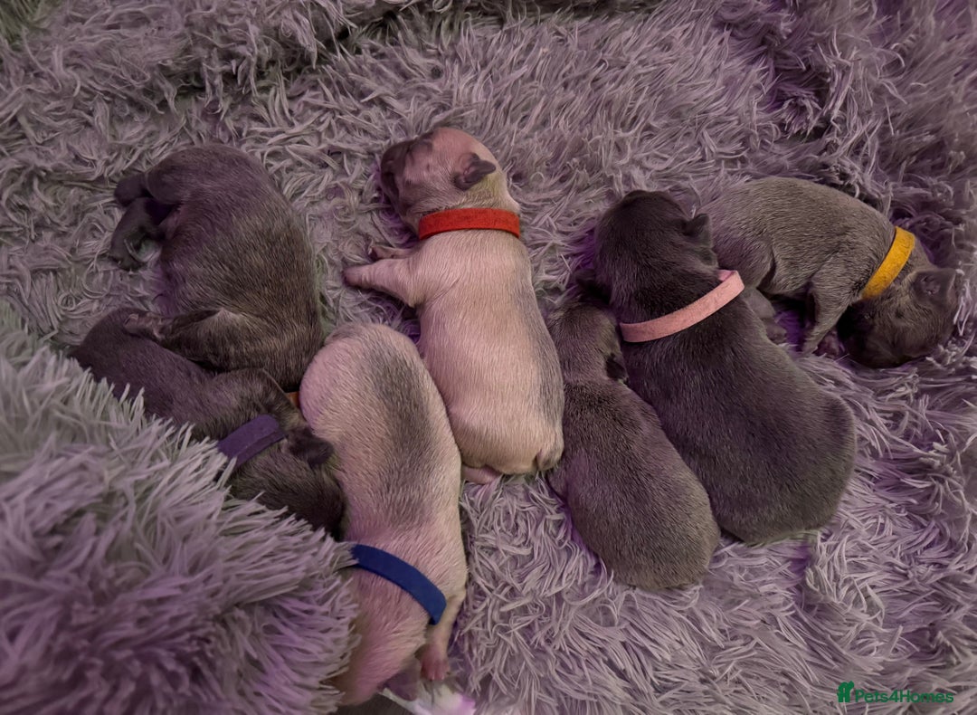 French Bulldog dogs for sale: 🎉 New years pups 🎉 7 adorable French bulldog pup - Advert 1